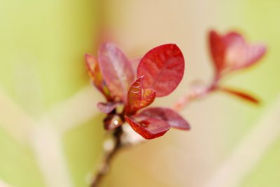 Cotinus coggygria 'Royalpurple' - ruj vlasatá - list